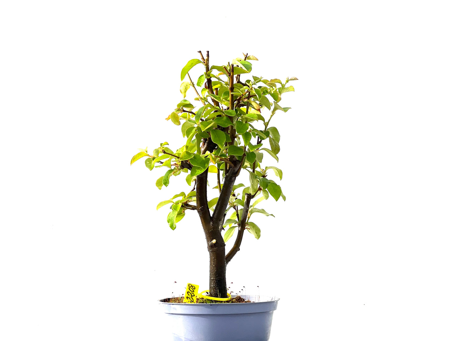 Pseudocidonia Sinensis 2208