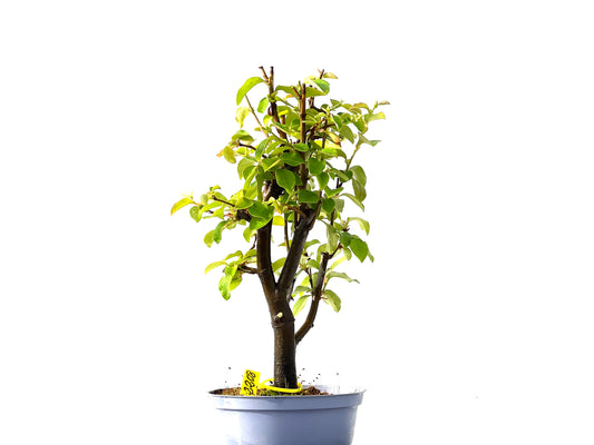 Pseudocidonia Sinensis 2208