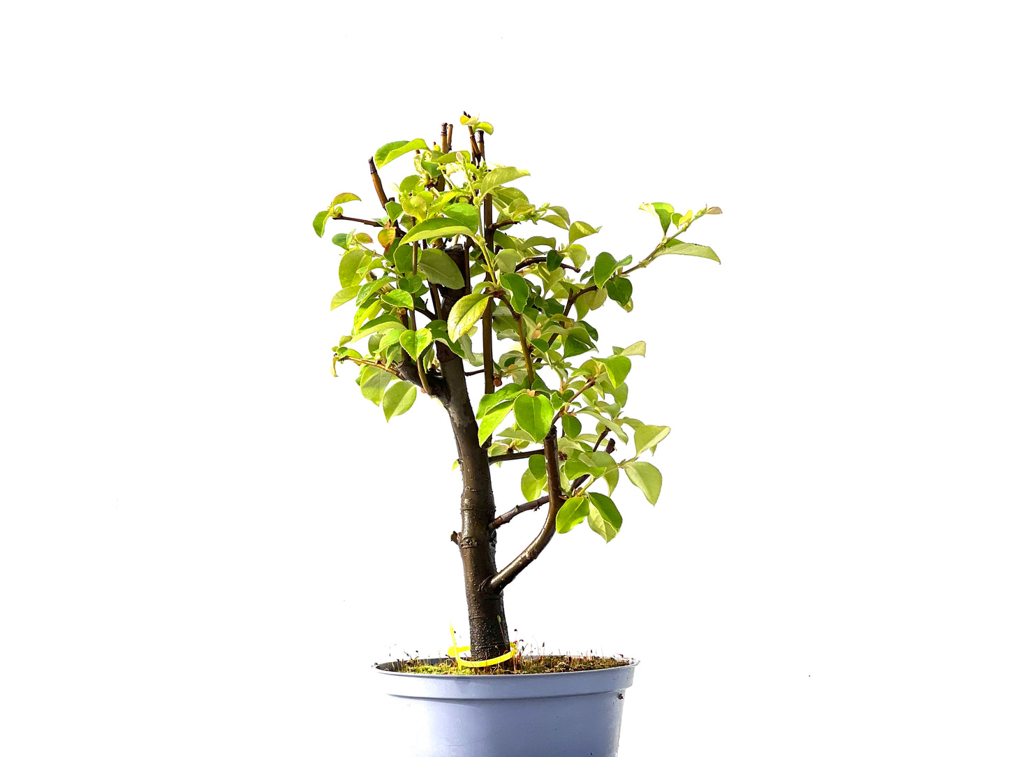 Pseudocidonia Sinensis 2208