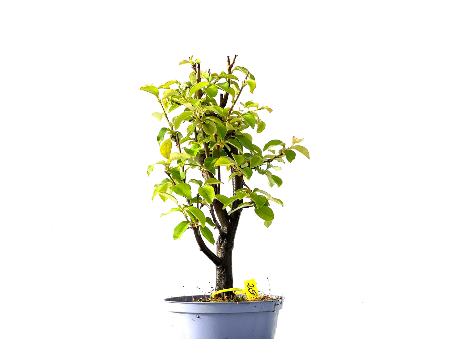 Pseudocidonia Sinensis 2208