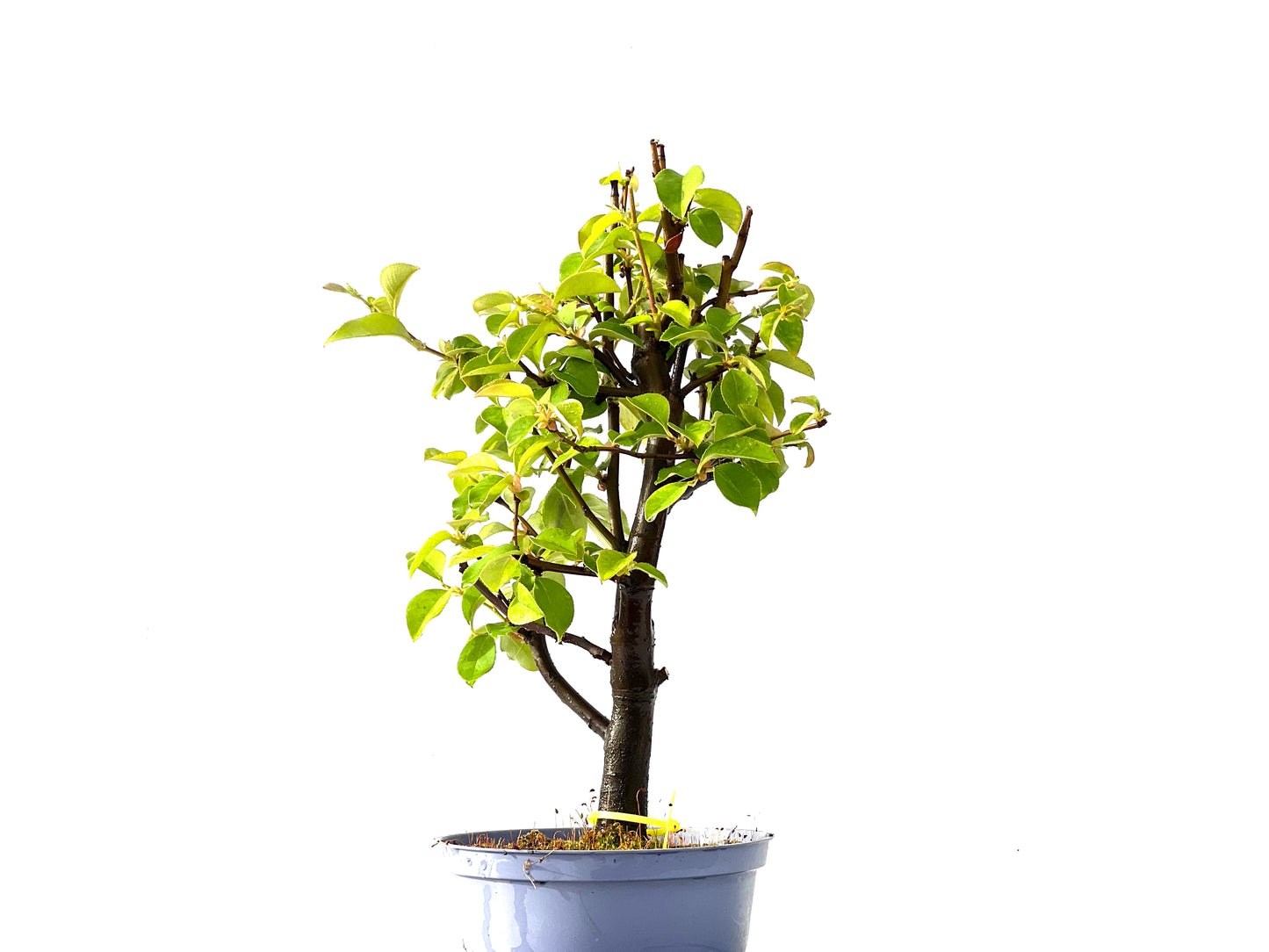 Pseudocidonia Sinensis 2208