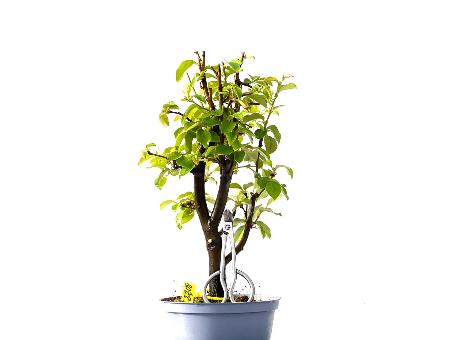 Pseudocidonia Sinensis 2208