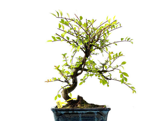 Ulmus Parvifolia 2216