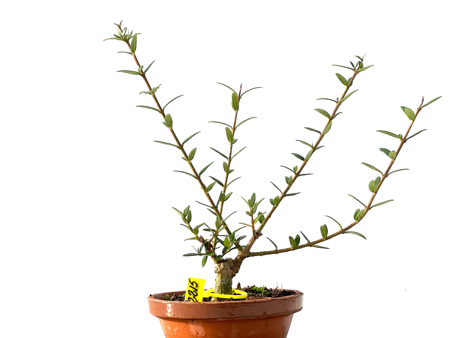 Olea Europaea Sylvestris 2215