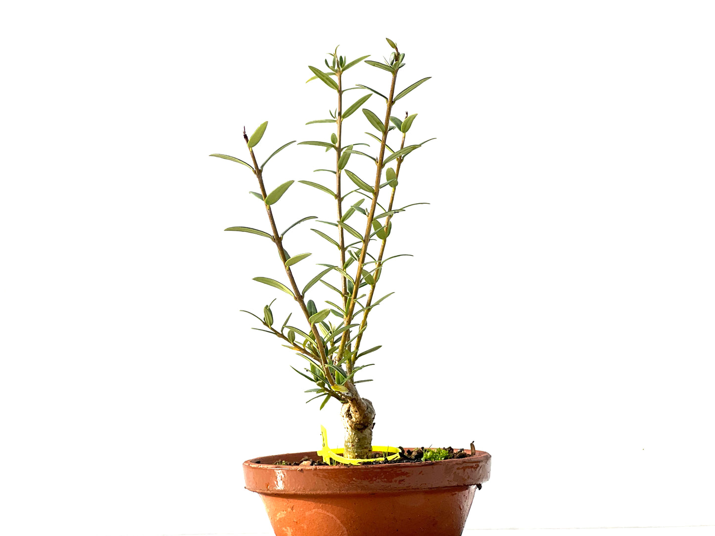 Olea Europaea Sylvestris 2215