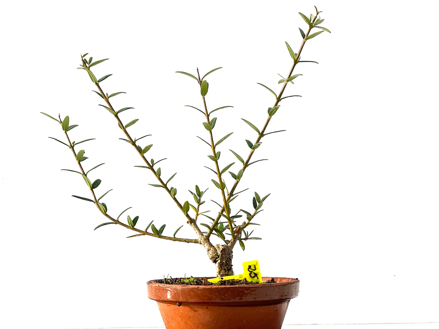 Olea Europaea Sylvestris 2215