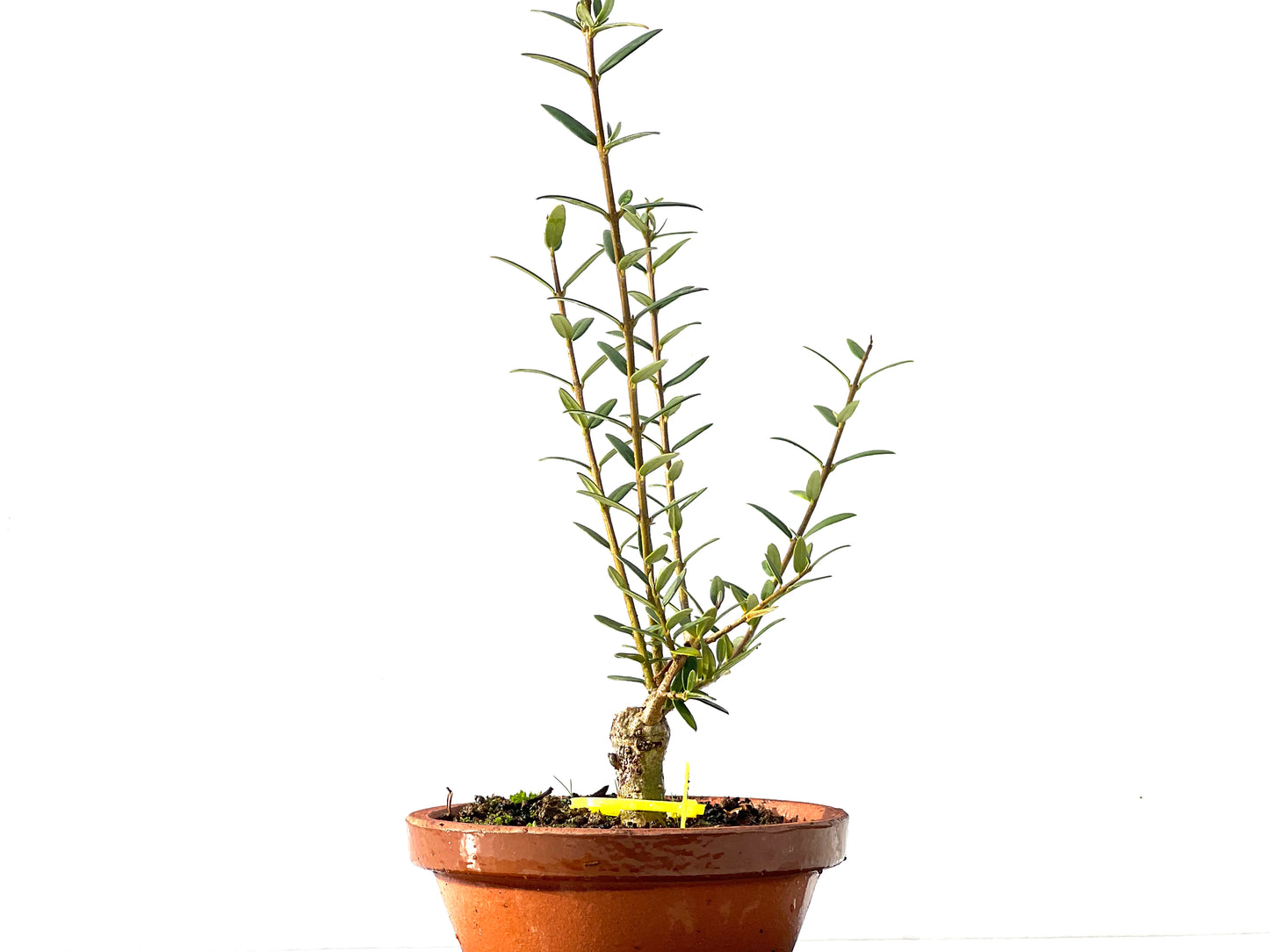 Olea Europaea Sylvestris 2215