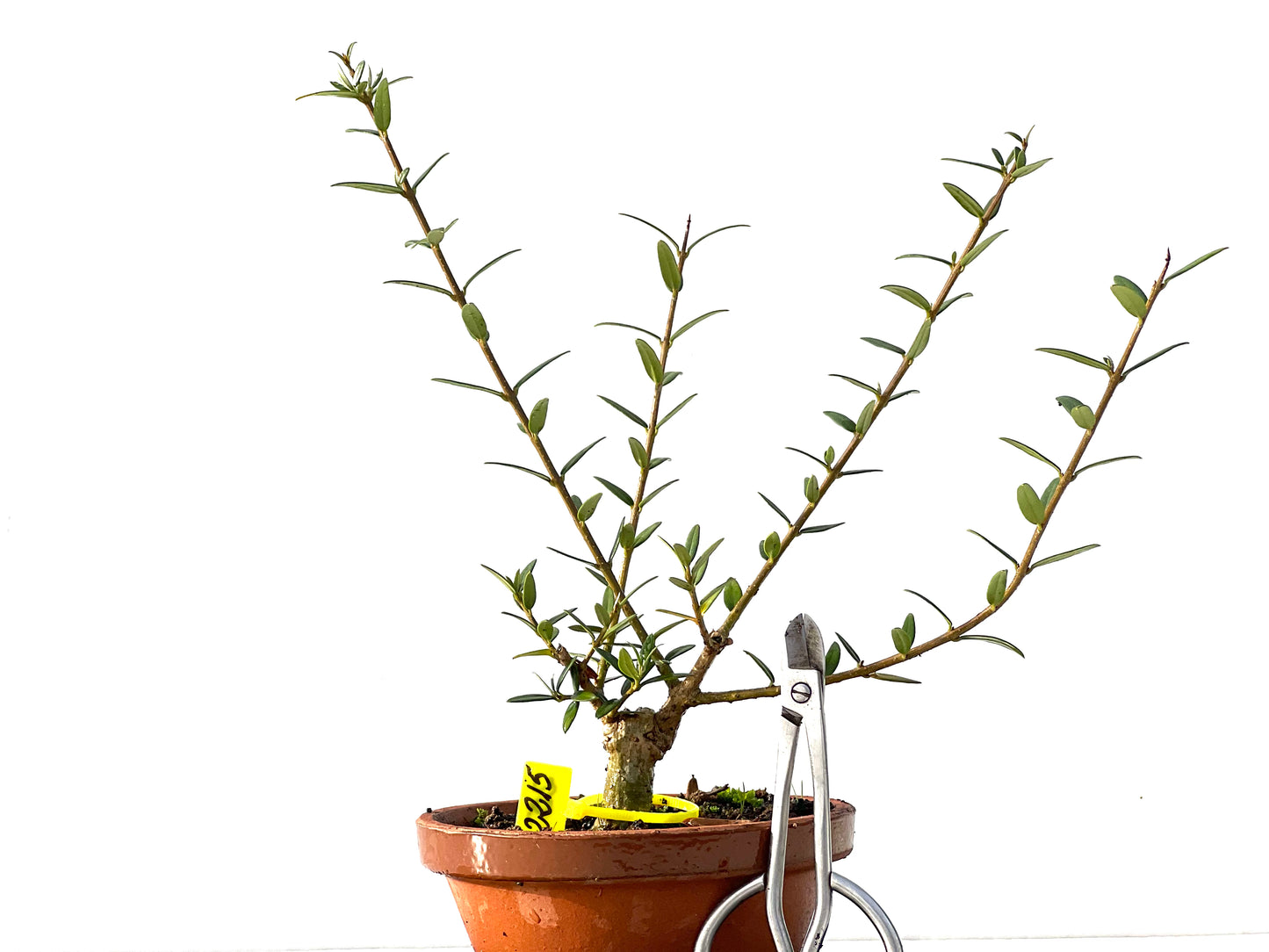 Olea Europaea Sylvestris 2215