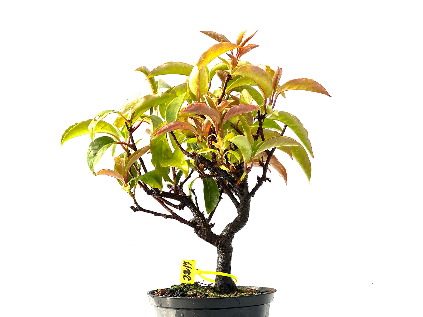 Kadsura Japonica 2217