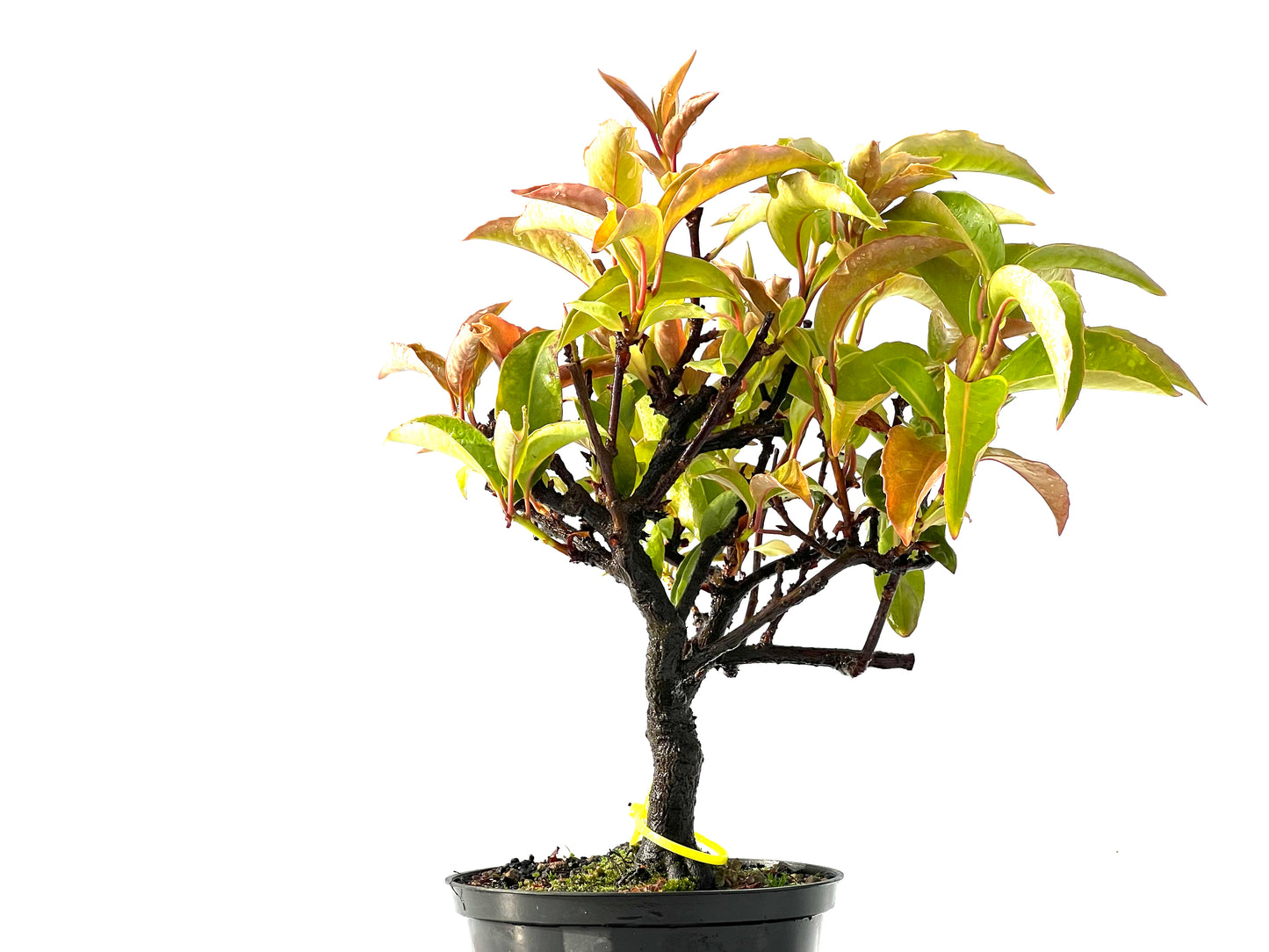 Kadsura Japonica 2217