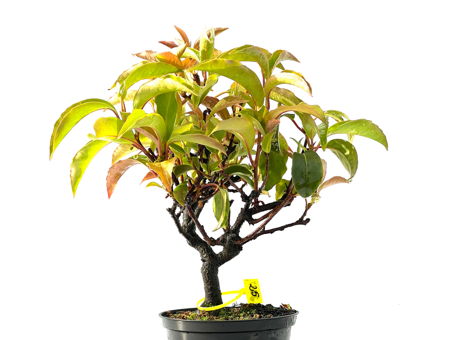Kadsura Japonica 2217