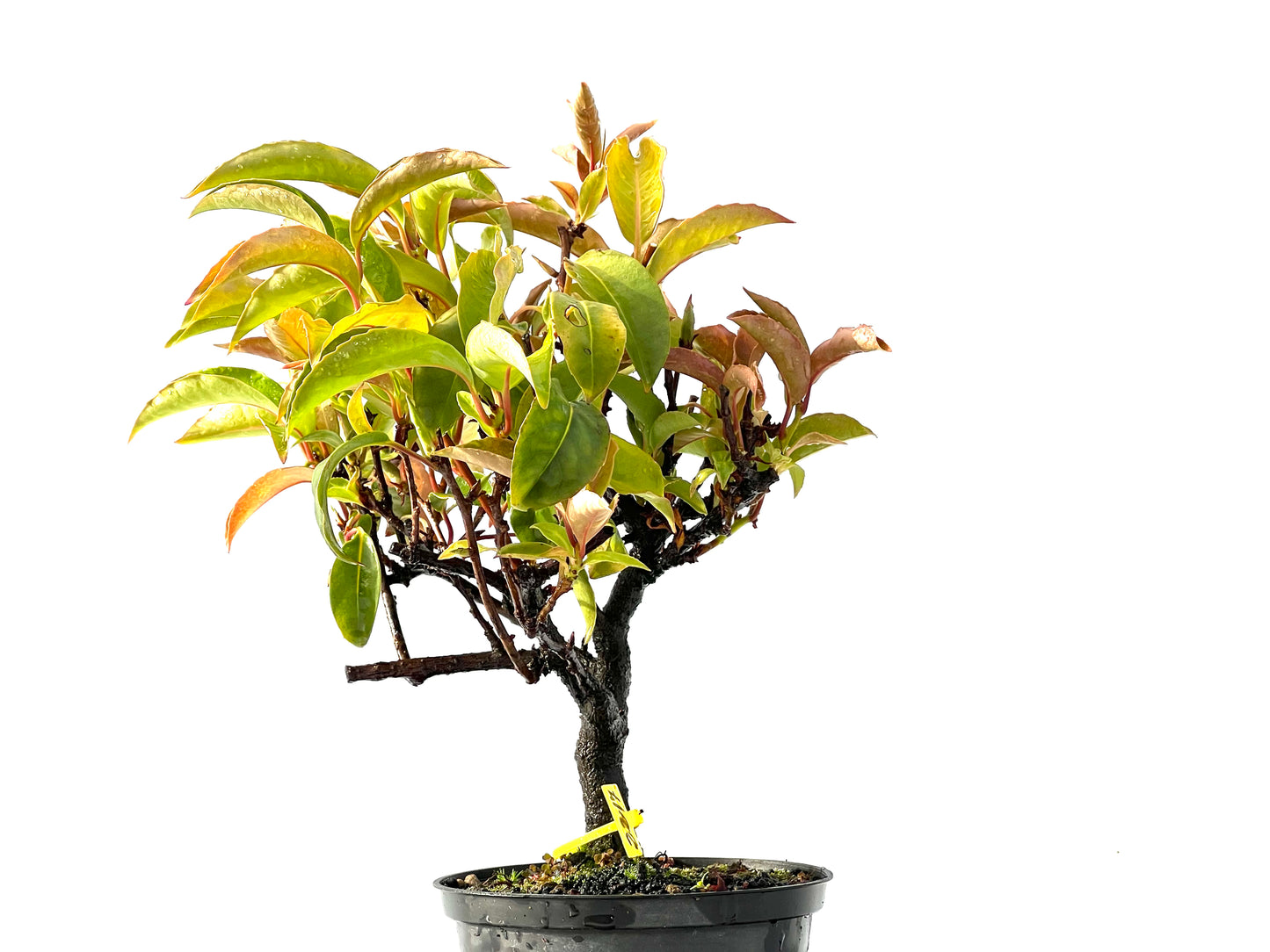 Kadsura Japonica 2217
