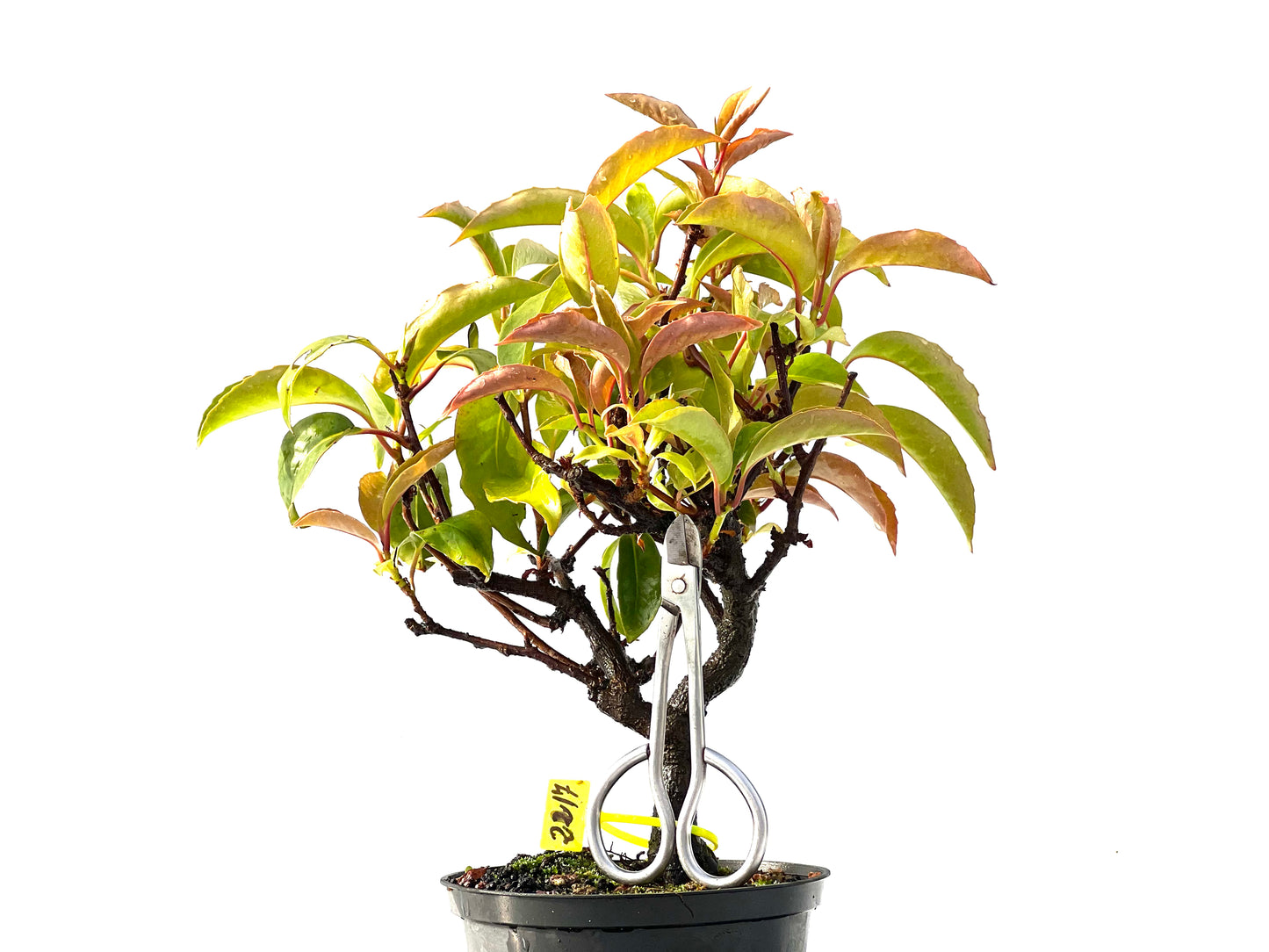 Kadsura Japonica 2217