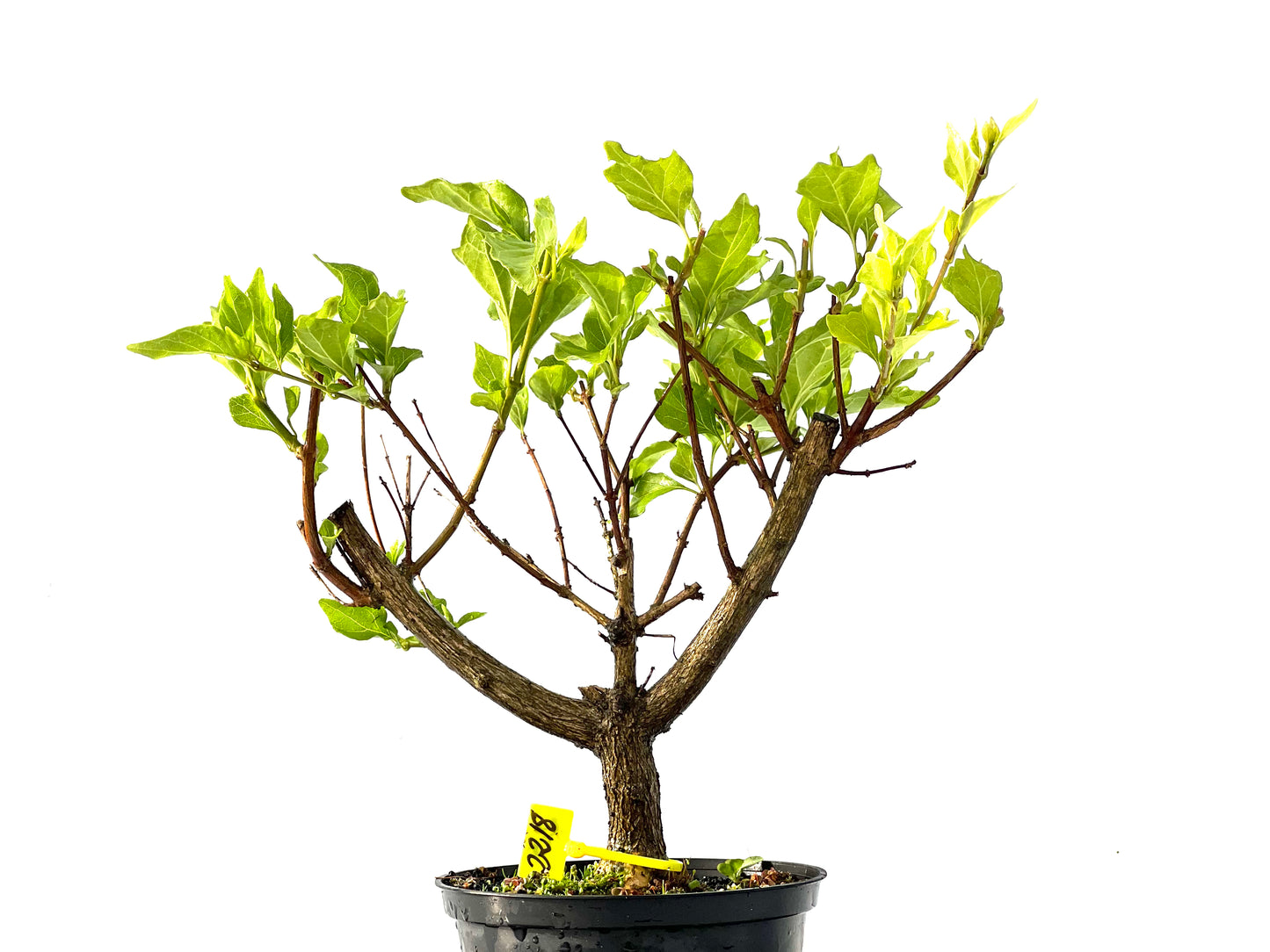 Premna Japonica 2218