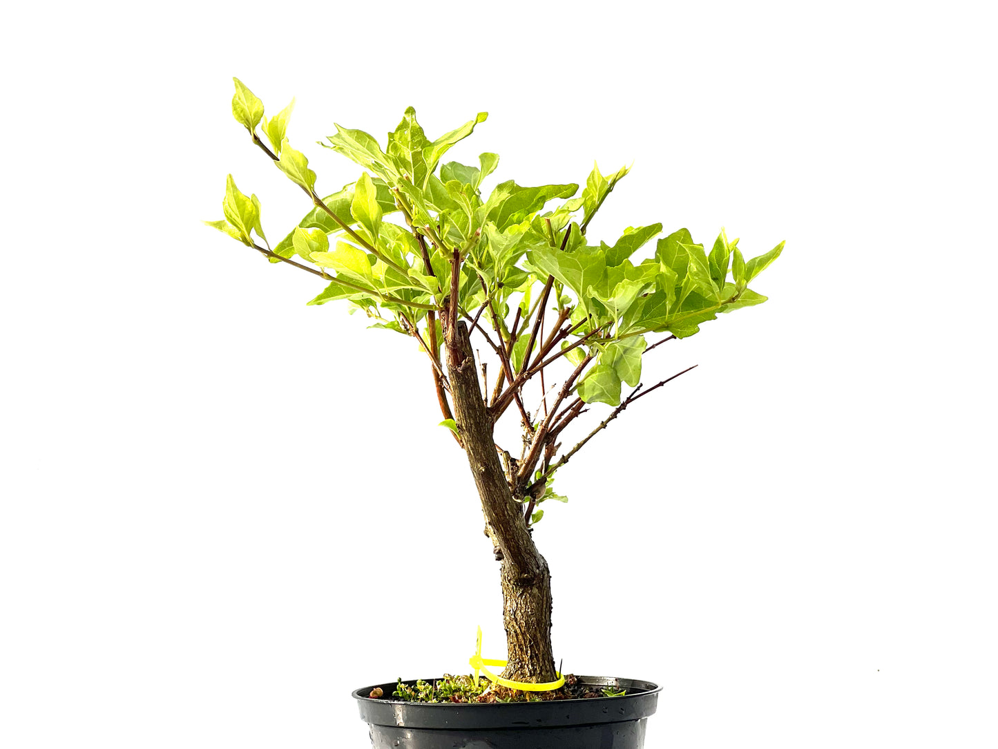 Premna Japonica 2218