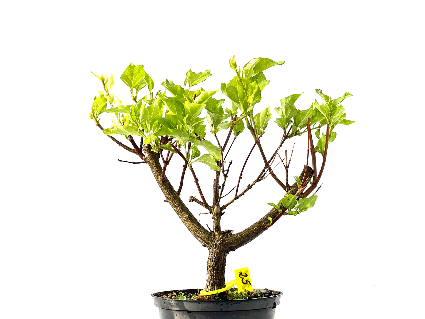 Premna Japonica 2218