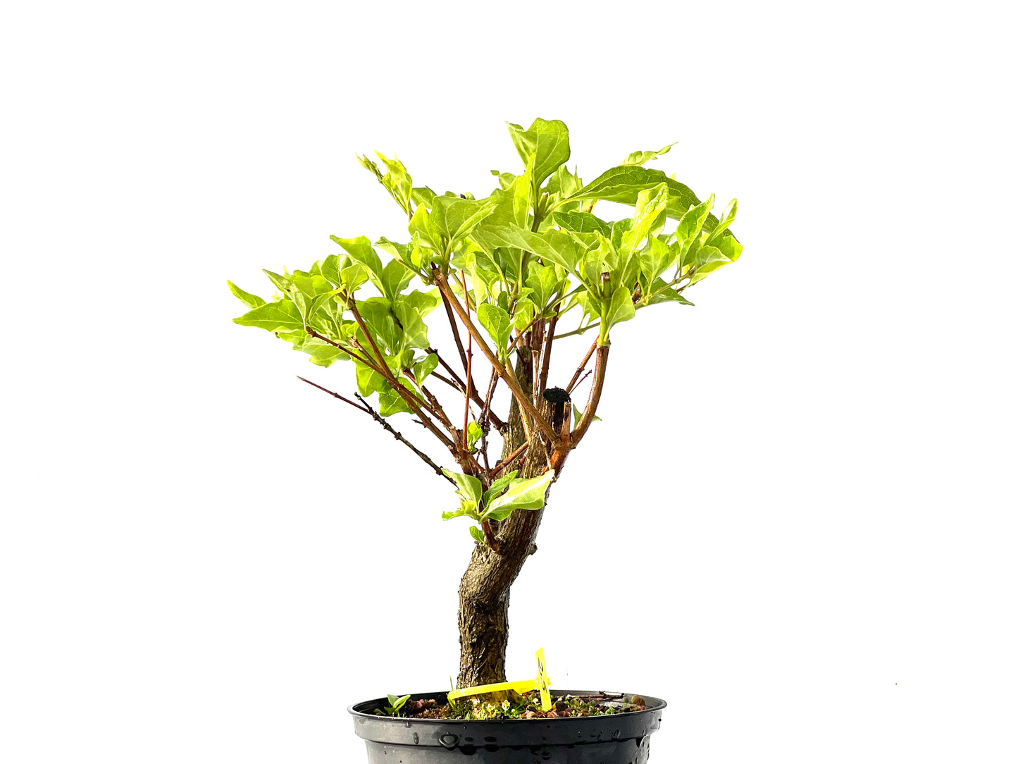 Premna Japonica 2218
