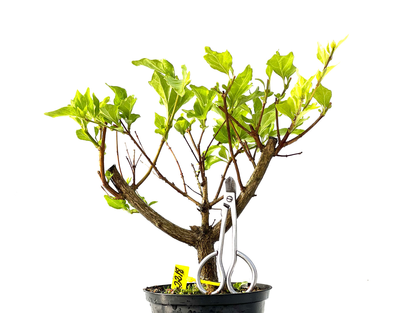 Premna Japonica 2218