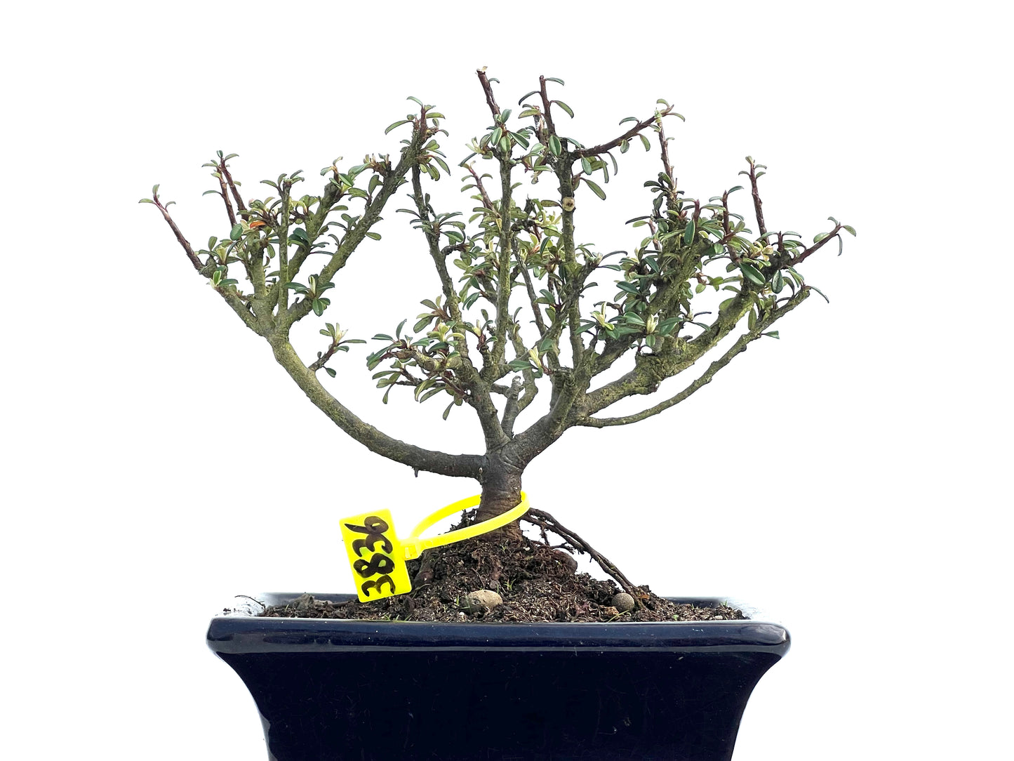 Cotoneaster Microphylla 3836