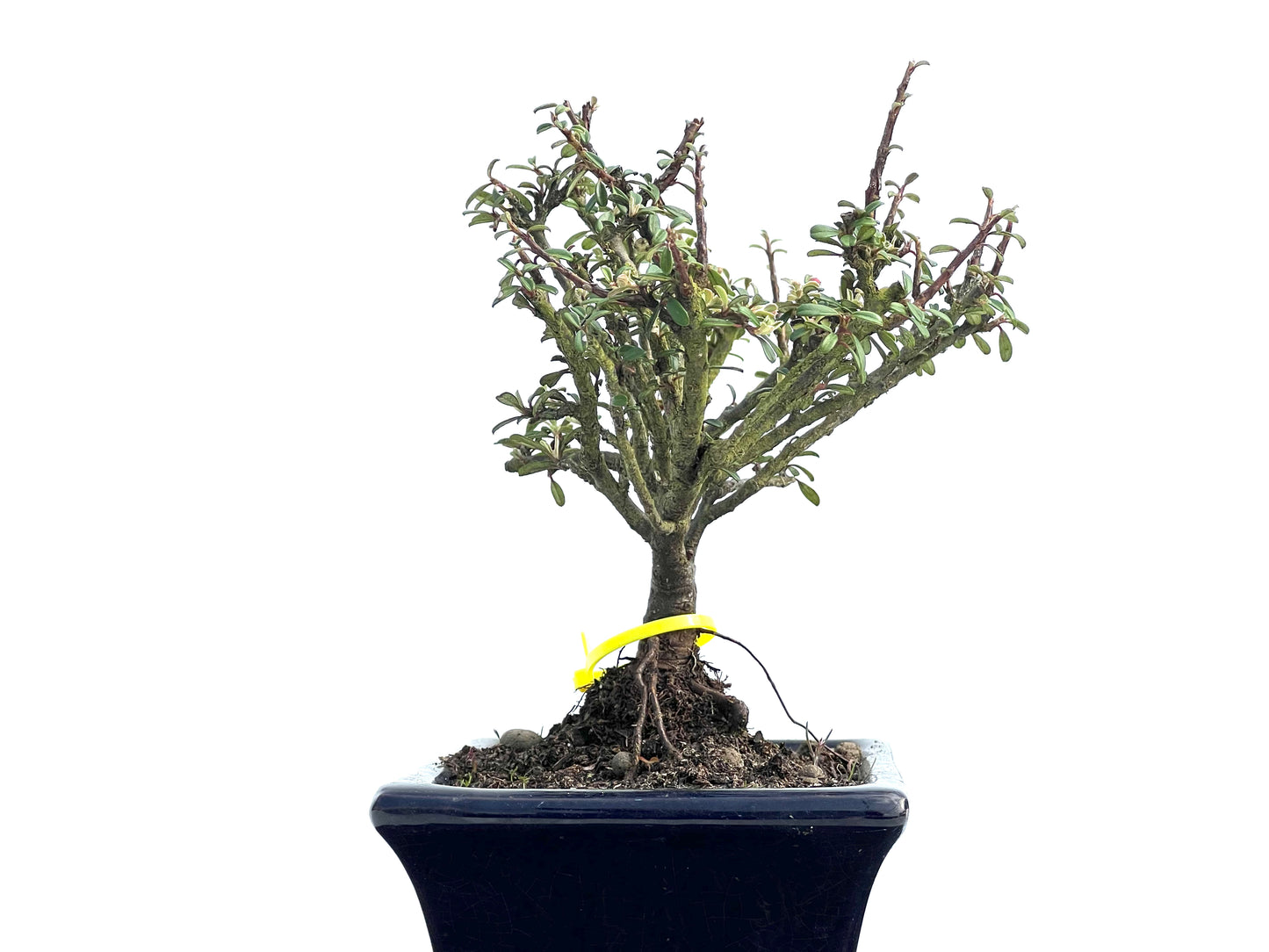 Cotoneaster Microphylla 3836