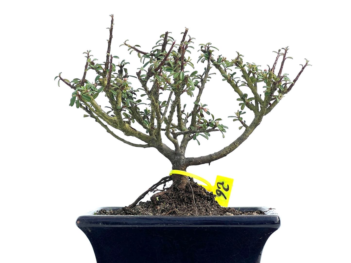 Cotoneaster Microphylla 3836