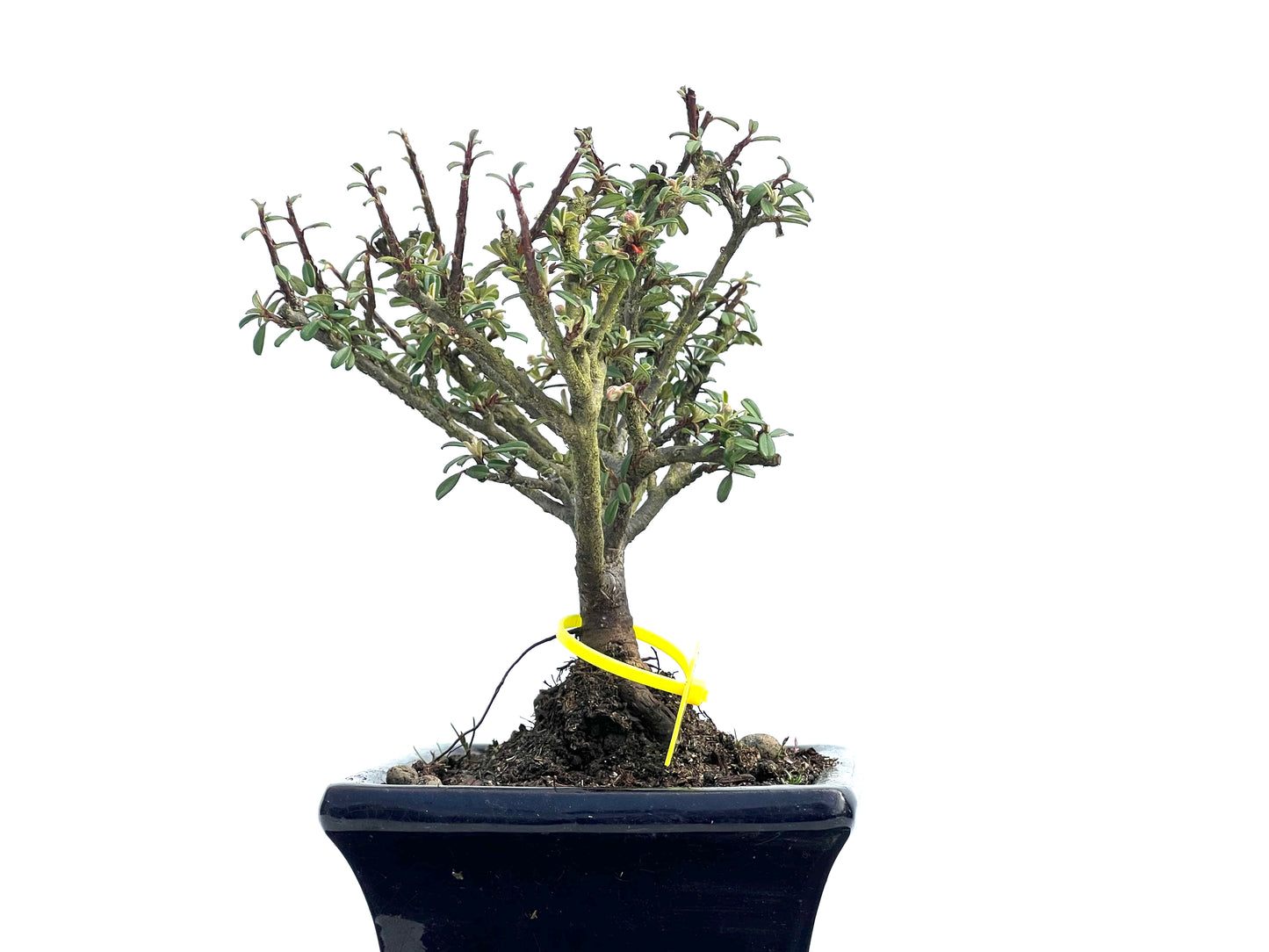 Cotoneaster Microphylla 3836