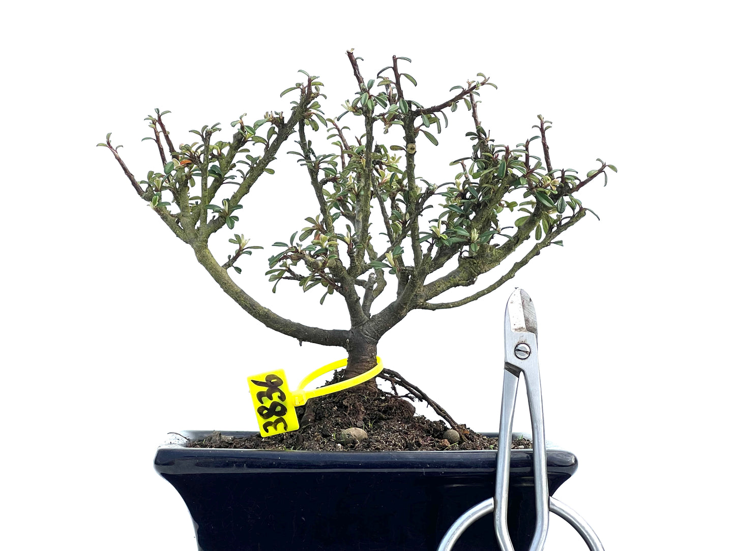 Cotoneaster Microphylla 3836