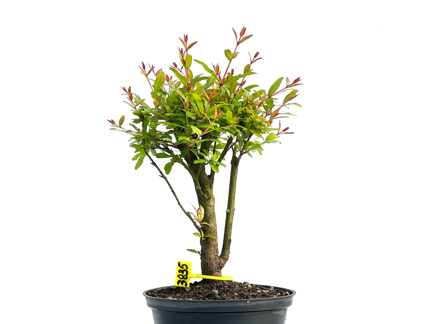 Punica Granatum Nana 3835
