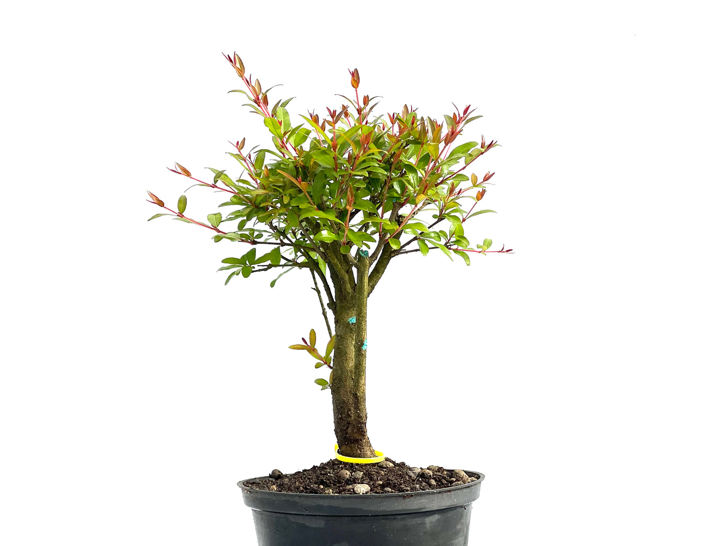 Punica Granatum Nana 3835