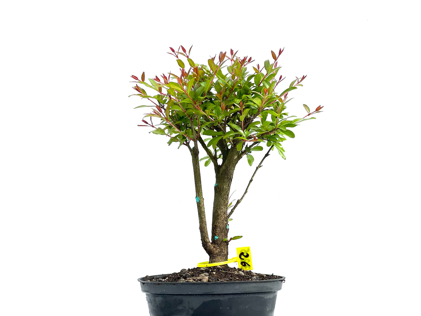Punica Granatum Nana 3835