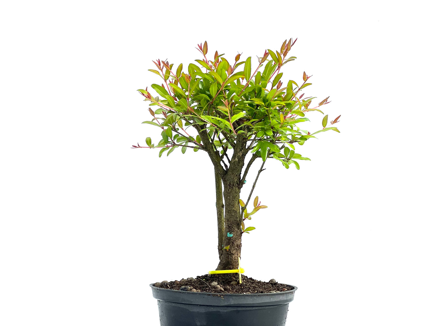 Punica Granatum Nana 3835