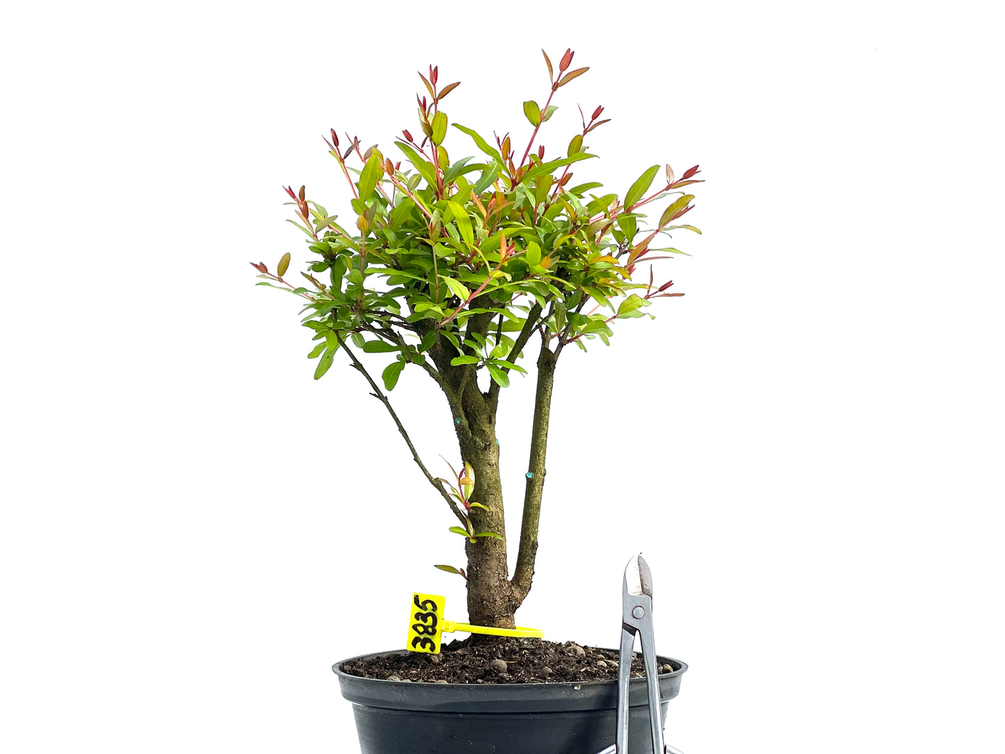 Punica Granatum Nana 3835