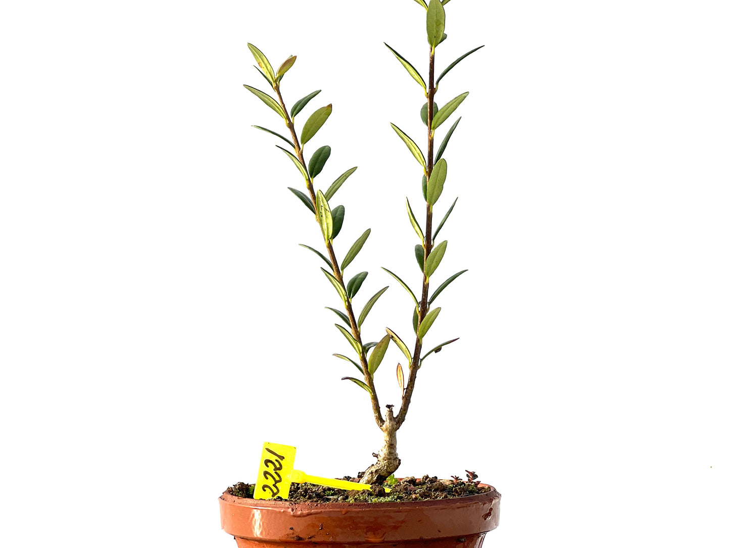 Olea Europaea Sylvestris 2221