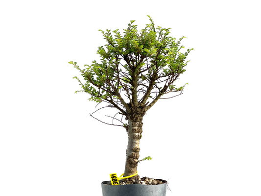 Ulmus Hokkaido 3834