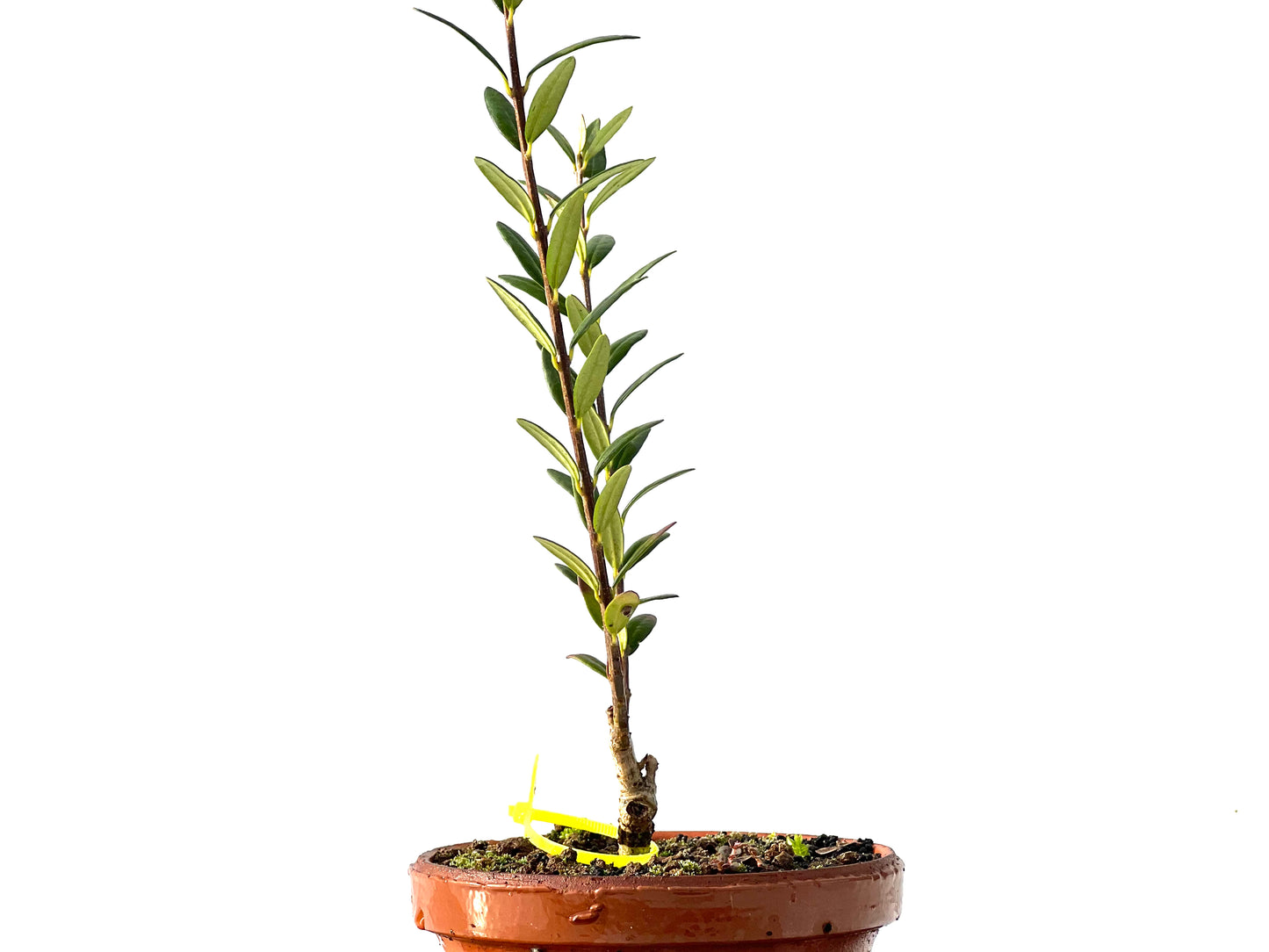 Olea Europaea Sylvestris 2221