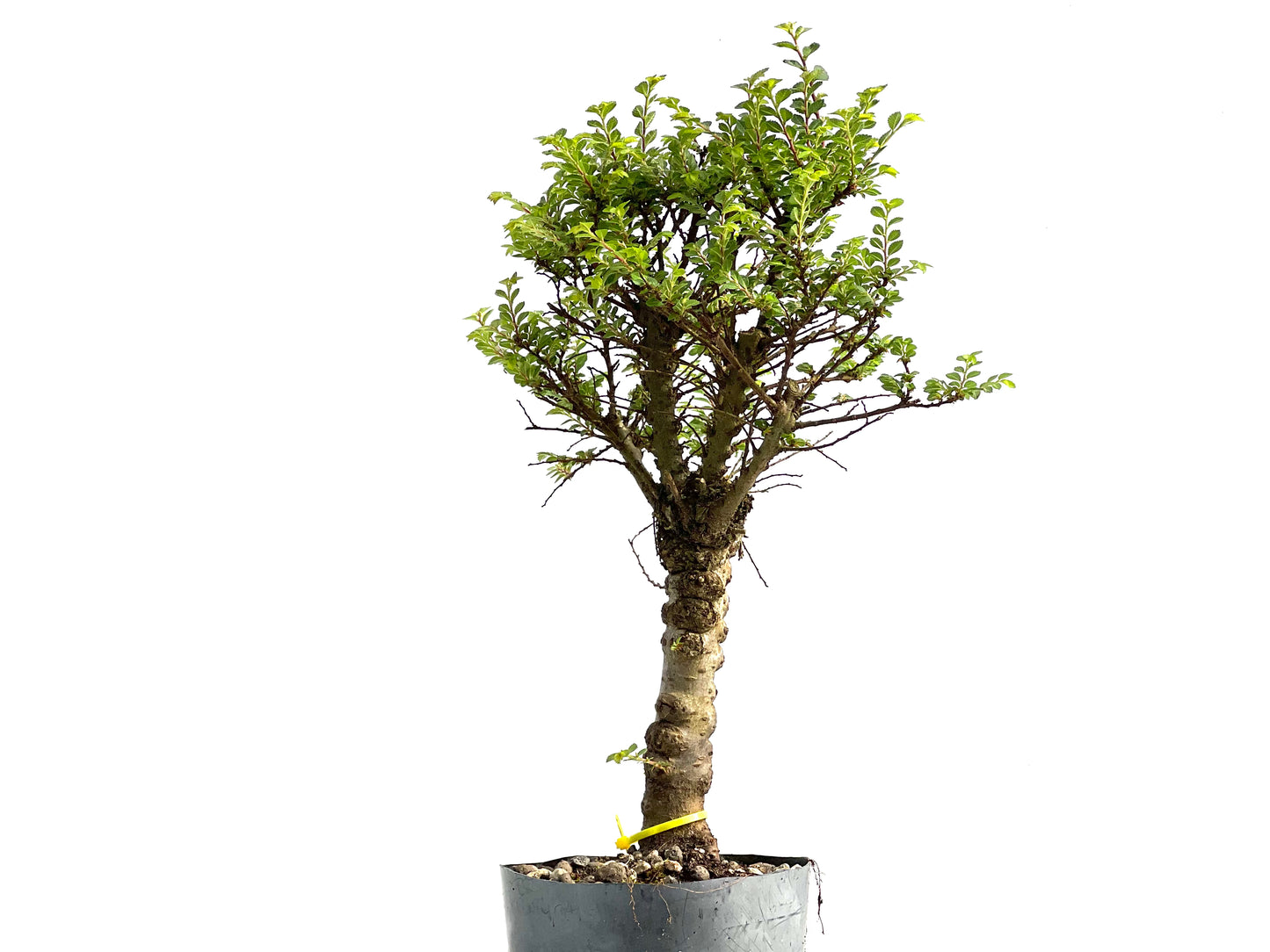 Ulmus Hokkaido 3834