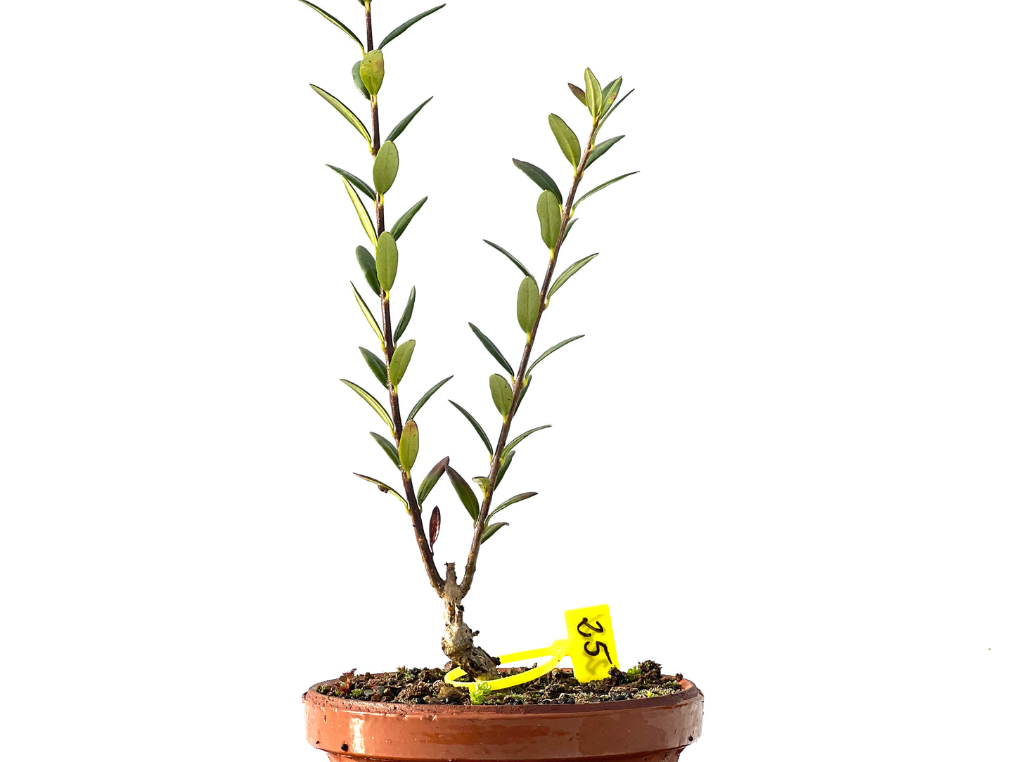 Olea Europaea Sylvestris 2221