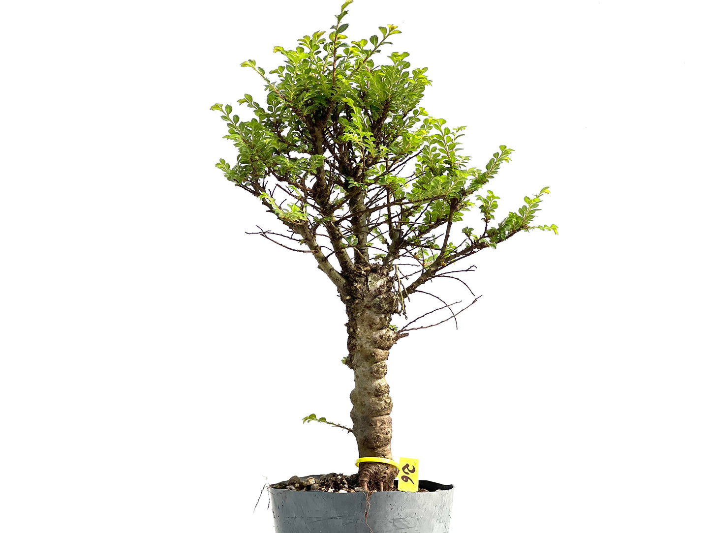 Ulmus Hokkaido 3834