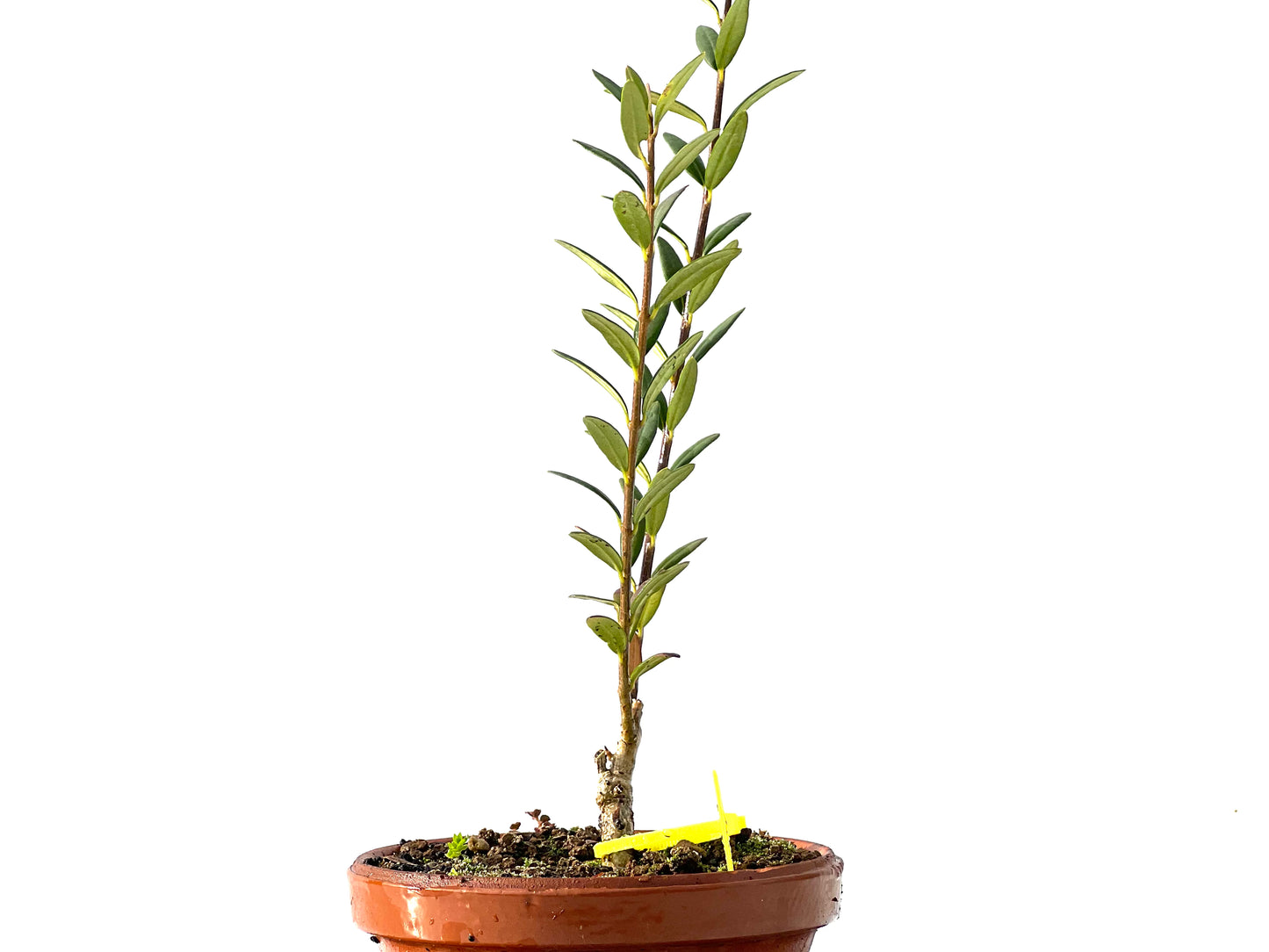 Olea Europaea Sylvestris 2221