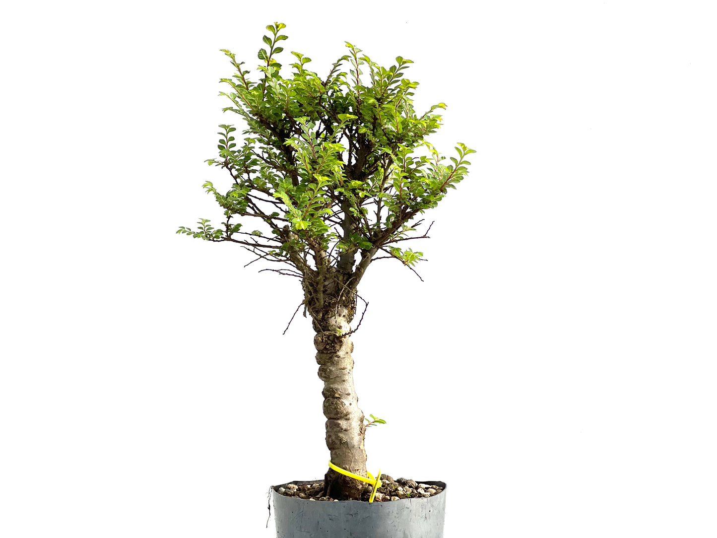 Ulmus Hokkaido 3834