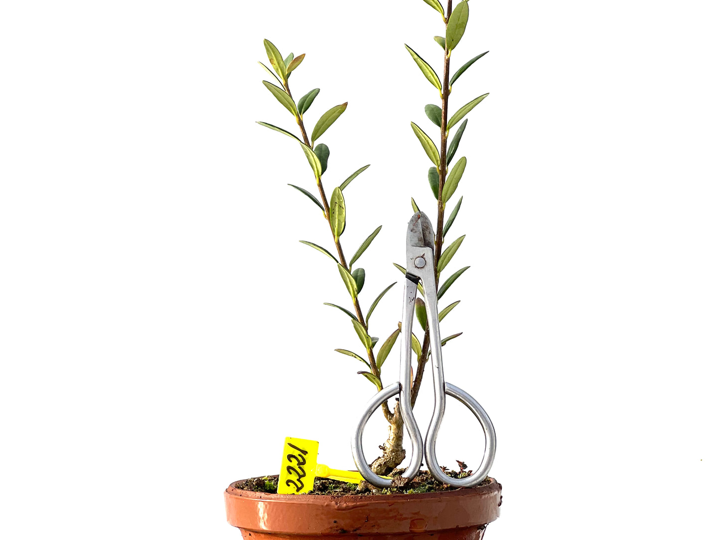 Olea Europaea Sylvestris 2221