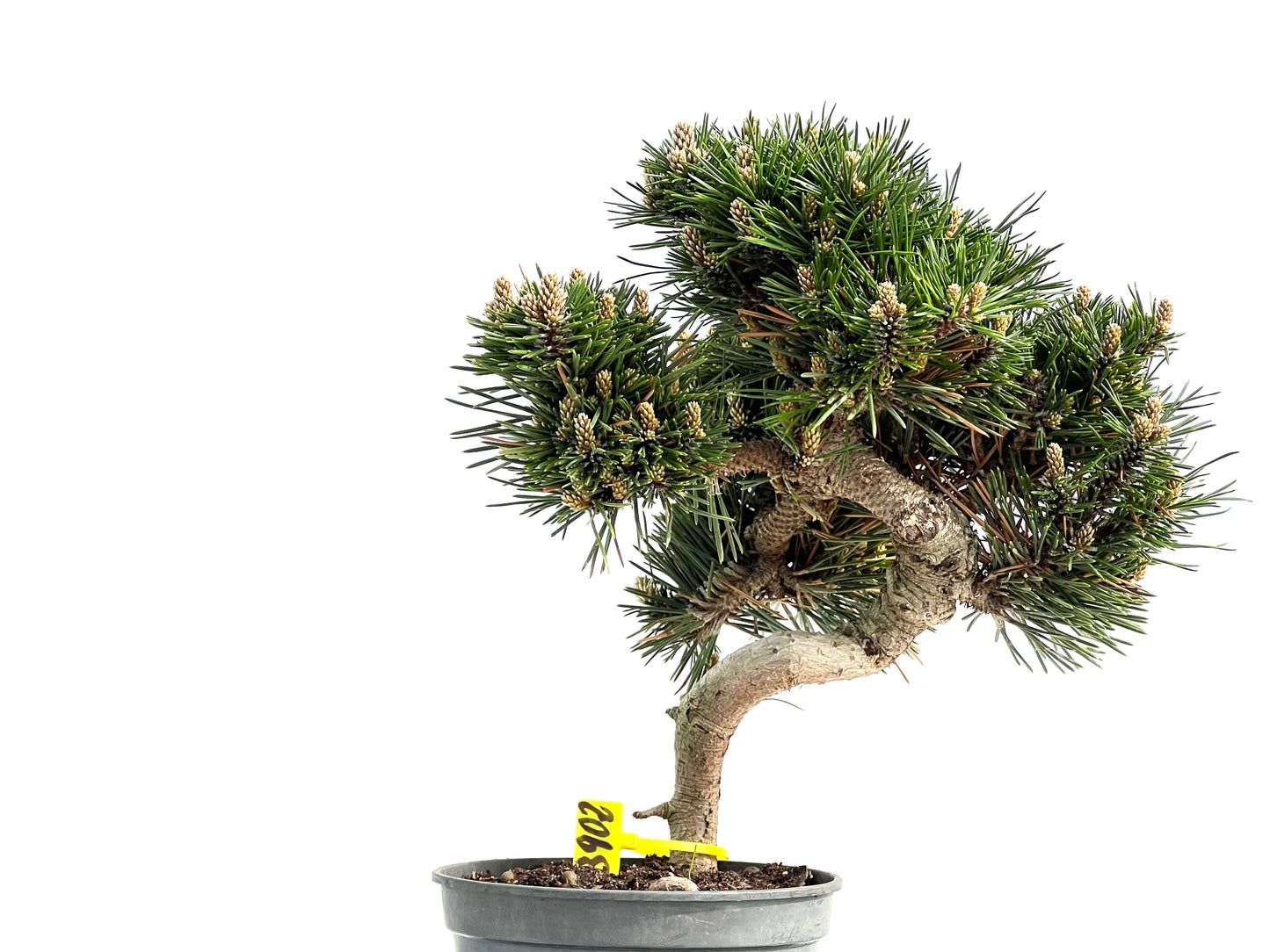 Pinus Thunbergii Senjyumaru 3902