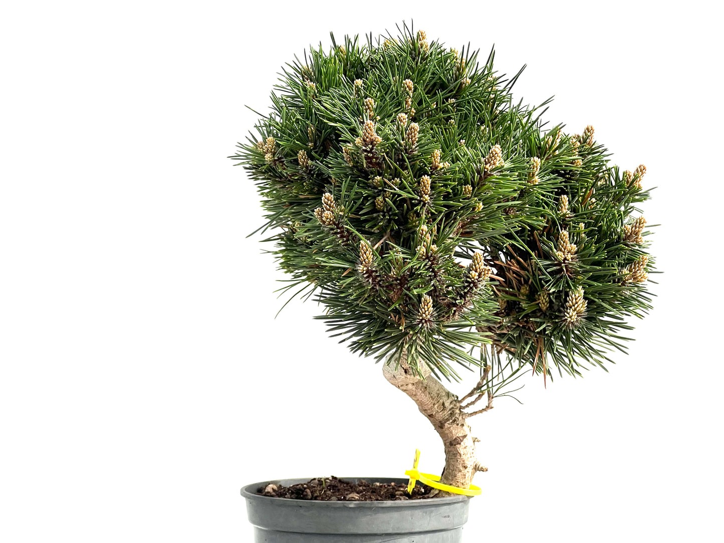 Pinus Thunbergii Senjyumaru 3902