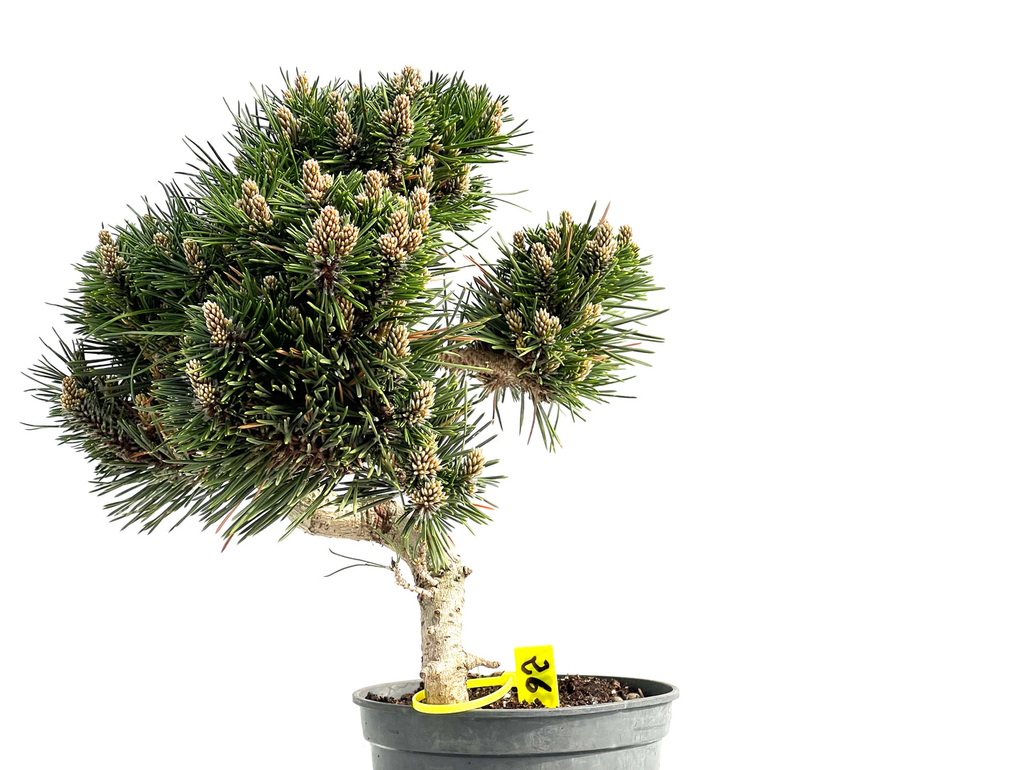 Pinus Thunbergii Senjyumaru 3902