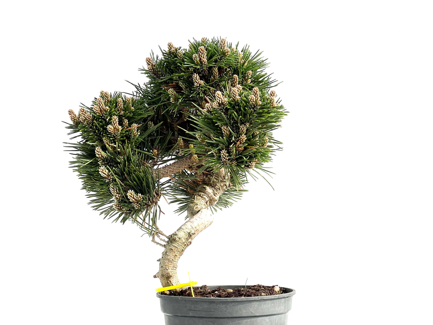 Pinus Thunbergii Senjyumaru 3902
