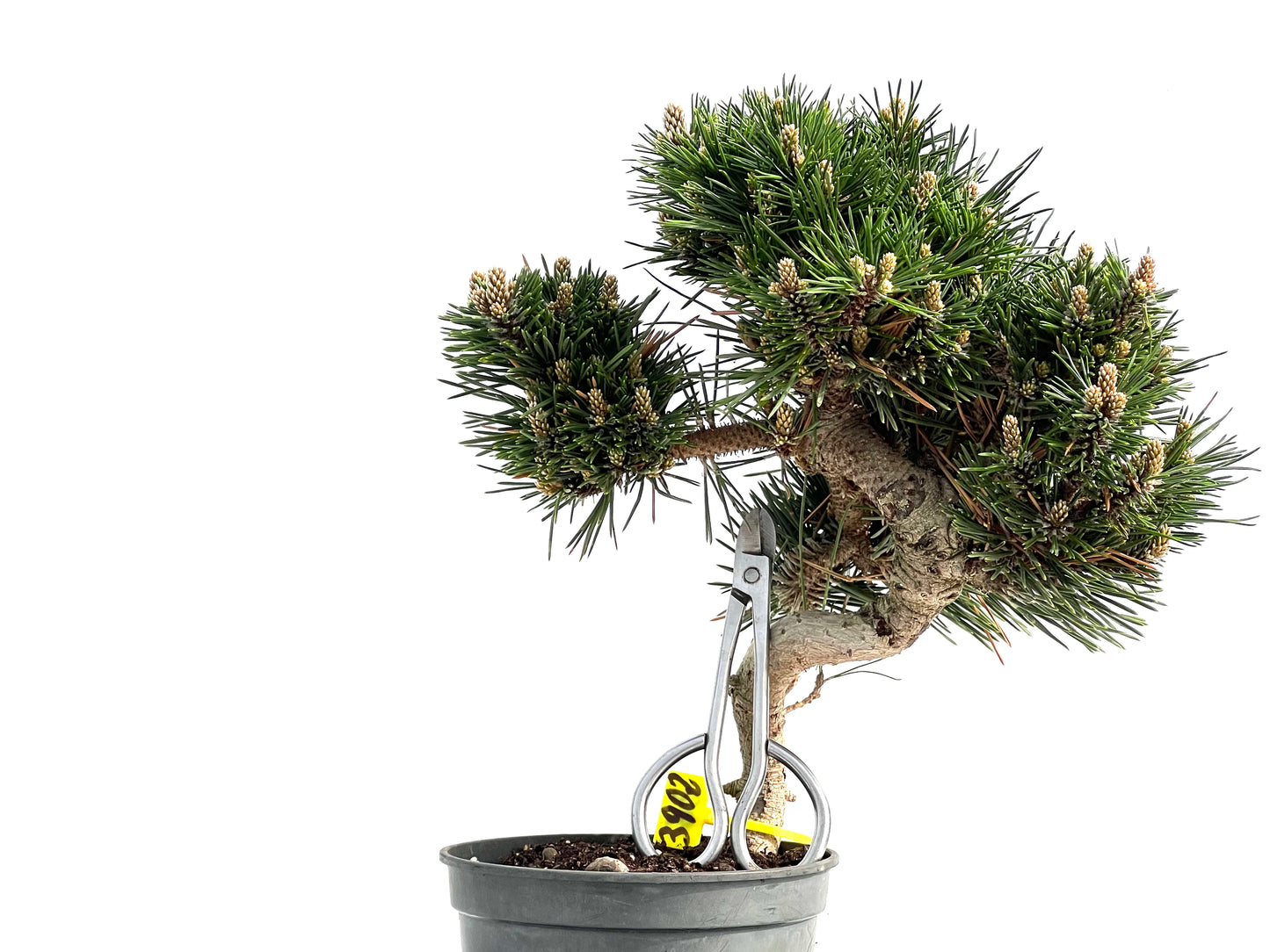Pinus Thunbergii Senjyumaru 3902
