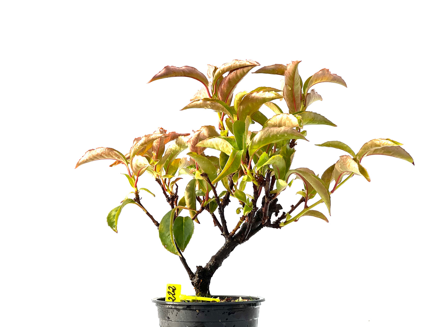 Kadsura Japonica 2222
