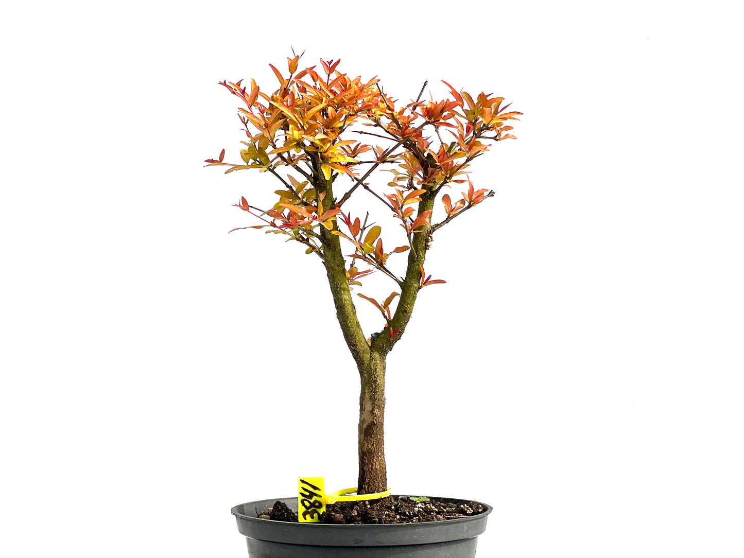 Punica Granatum Nana 3841