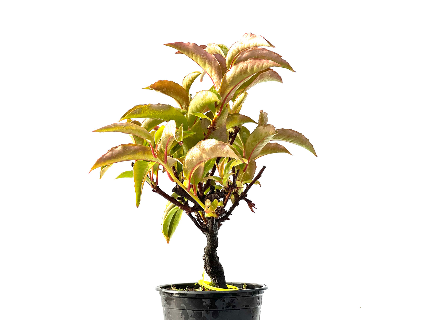 Kadsura Japonica 2222