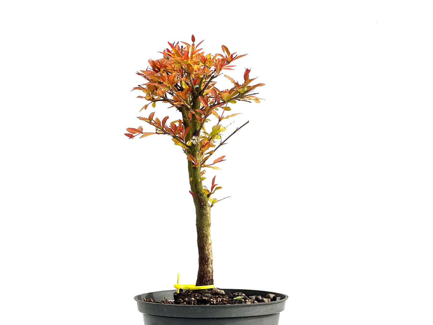 Punica Granatum Nana 3841